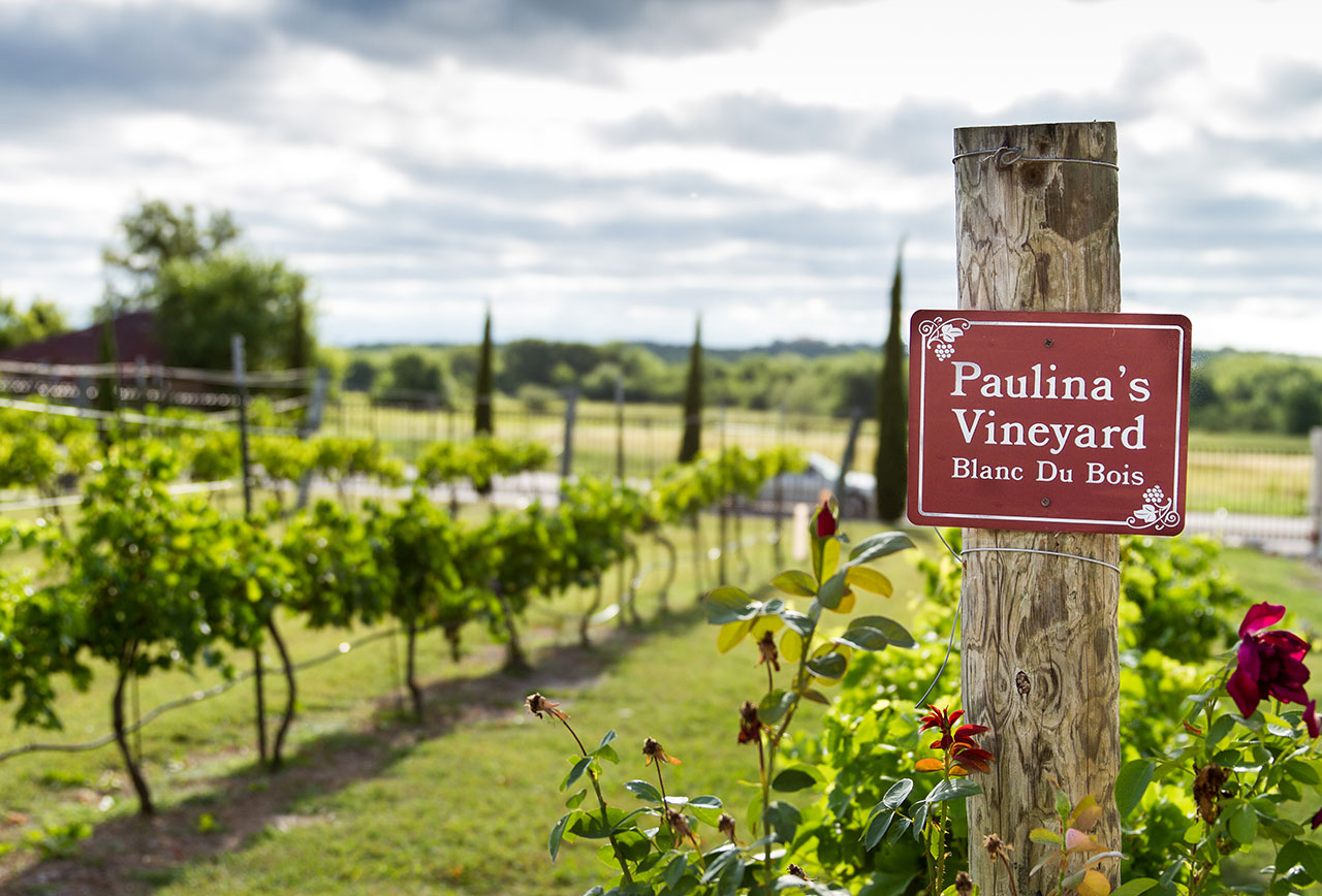 Paulina's Vineyard - Pic courtesy of Lash Photography