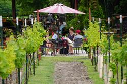 Visiting the Winery